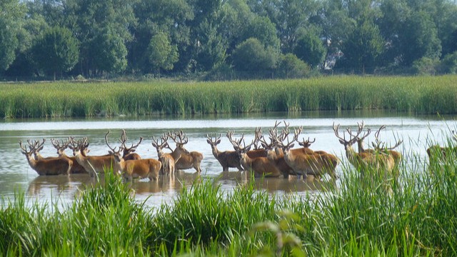 Ciervos-anillo-verde-vitoria
